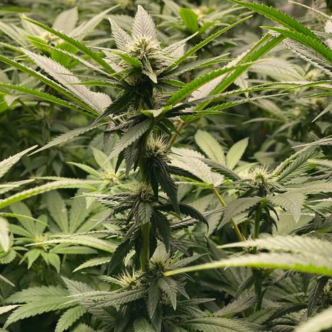 Shadow growlog timeline photo