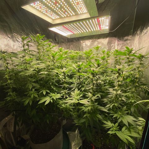 Shadow growlog timeline photo