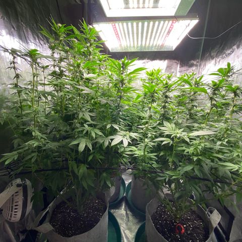 Shadow growlog timeline photo