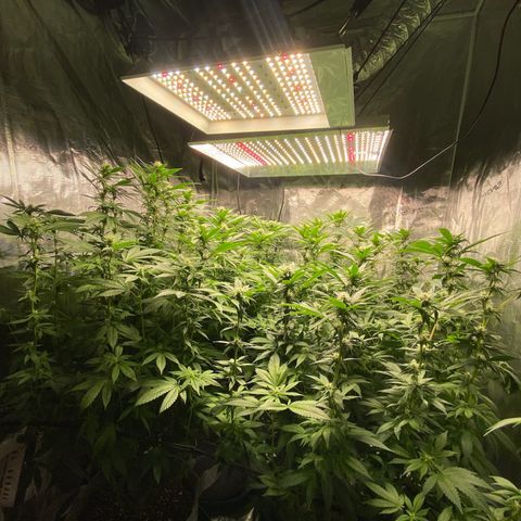 Shadow growlog timeline photo
