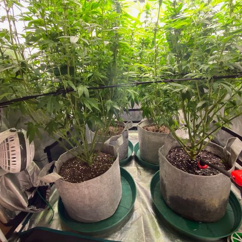 Shadow growlog timeline photo