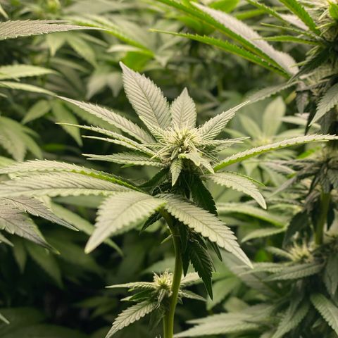 Shadow growlog timeline photo