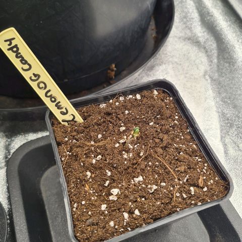 Lemon OG Candy growlog timeline photo