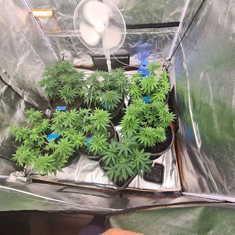 Lemon OG Candy growlog timeline photo