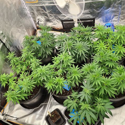 Lemon OG Candy growlog timeline photo