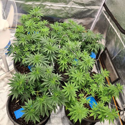 Lemon OG Candy growlog timeline photo