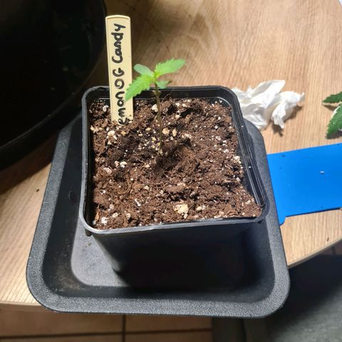 Lemon OG Candy growlog timeline photo