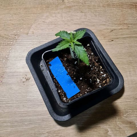 Lemon OG Candy growlog timeline photo
