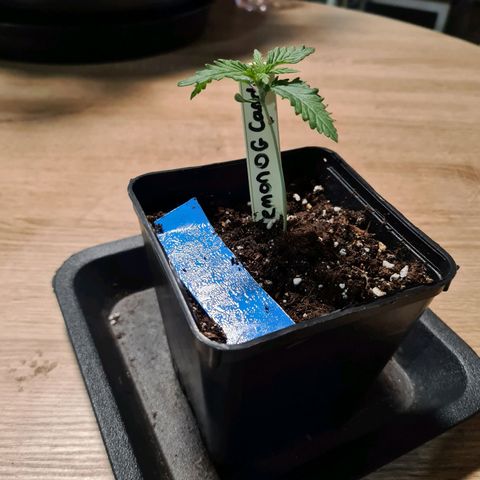 Lemon OG Candy growlog timeline photo