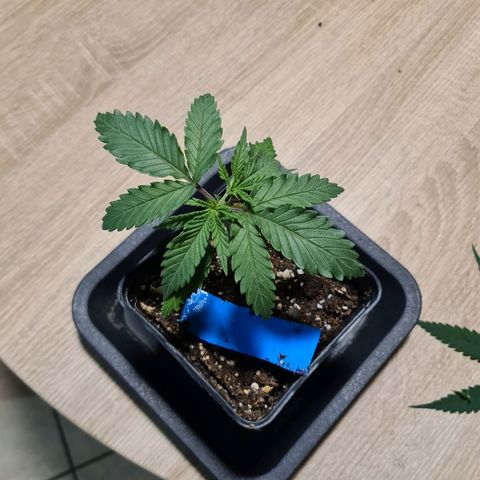 Lemon OG Candy growlog timeline photo