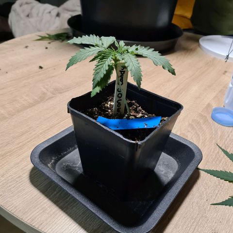 Lemon OG Candy growlog timeline photo