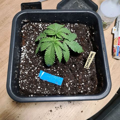 Lemon OG Candy growlog timeline photo