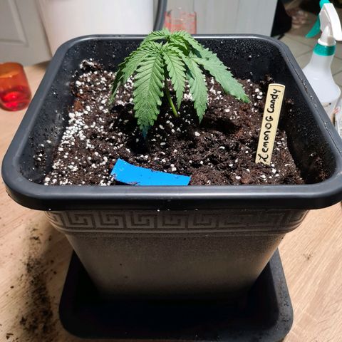 Lemon OG Candy growlog timeline photo