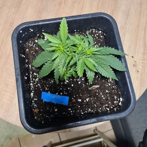 Lemon OG Candy growlog timeline photo