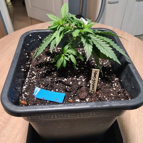 Lemon OG Candy growlog timeline photo