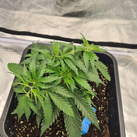 Lemon OG Candy growlog timeline photo