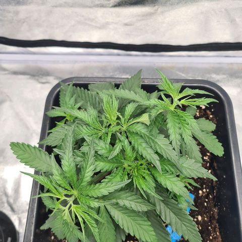 Lemon OG Candy growlog timeline photo