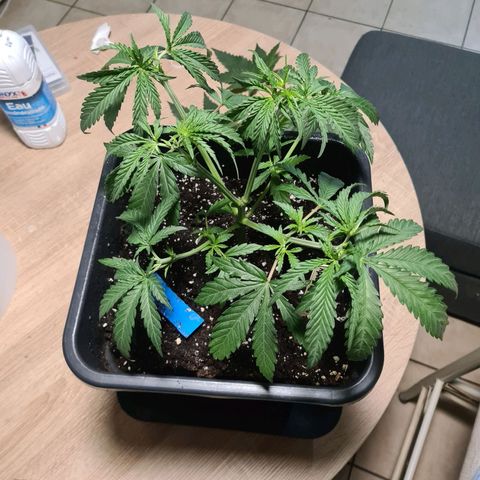 Lemon OG Candy growlog timeline photo