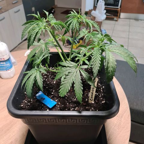 Lemon OG Candy growlog photo: 19j de croissance et 28j depuis le cotton