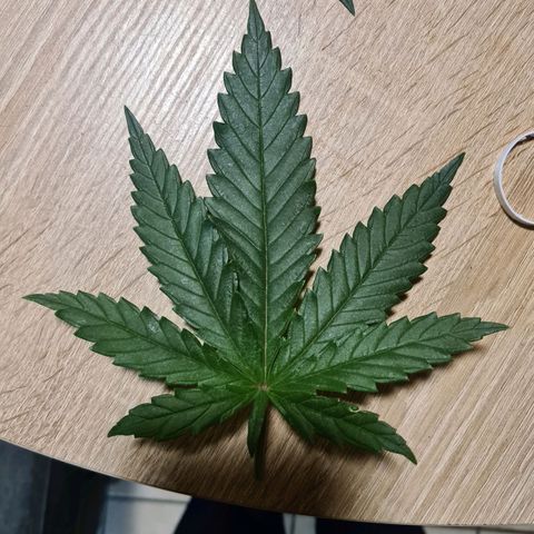 Lemon OG Candy growlog photo: 19j de croissance et 28j depuis le cotton