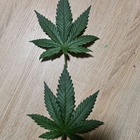 Lemon OG Candy growlog photo: 19j de croissance et 28j depuis le cotton