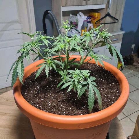 Lemon OG Candy growlog timeline photo