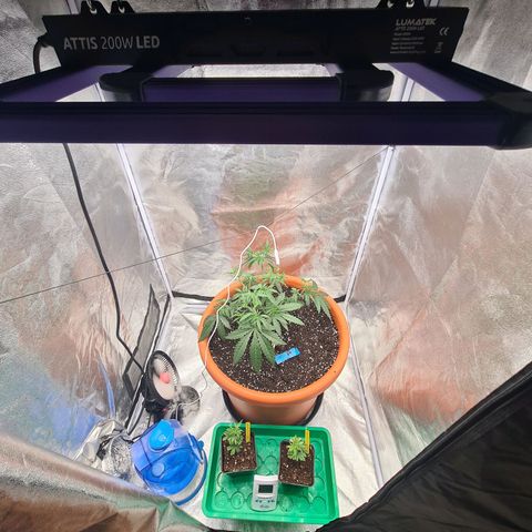 Lemon OG Candy growlog photo: Passage pot de 14L à 48L