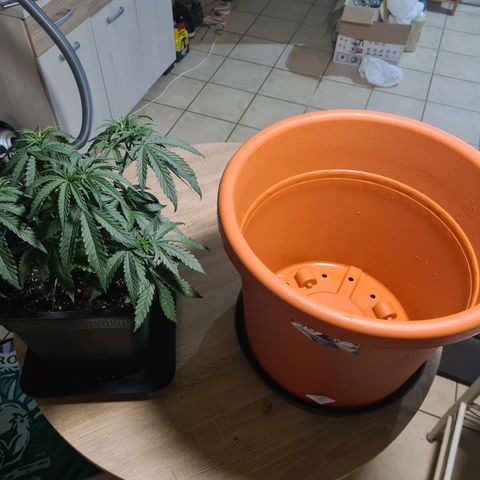 Lemon OG Candy growlog photo: Passage pot de 14L à 48L