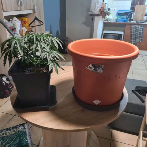 Lemon OG Candy growlog photo: Passage pot de 14L à 48L