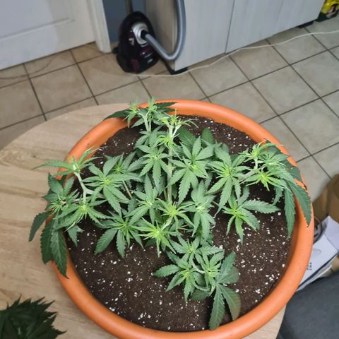 Lemon OG Candy growlog photo: Passage pot de 14L à 48L