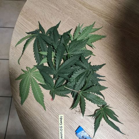 Lemon OG Candy growlog photo: Passage pot de 14L à 48L