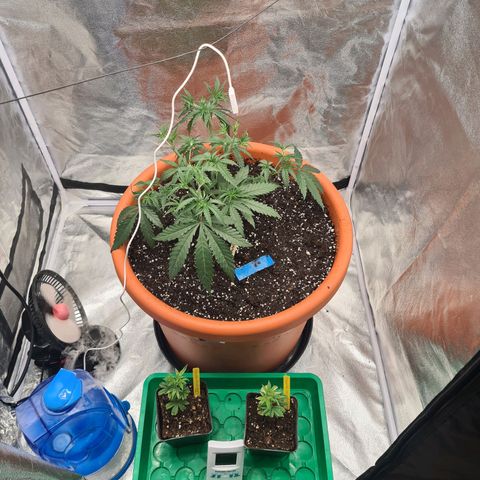 Lemon OG Candy growlog photo: Passage pot de 14L à 48L