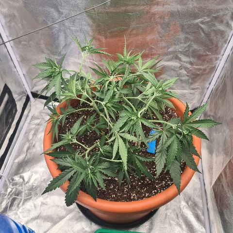 Lemon OG Candy growlog timeline photo