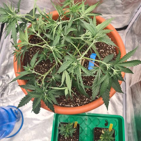 Lemon OG Candy growlog timeline photo