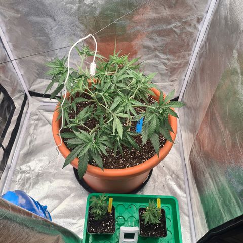 Lemon OG Candy growlog timeline photo