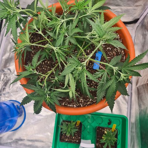 Lemon OG Candy growlog timeline photo