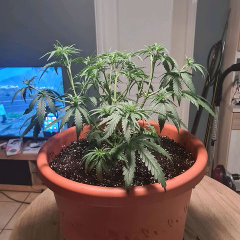 Lemon OG Candy growlog timeline photo