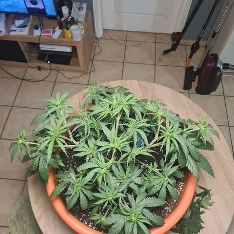 Lemon OG Candy growlog timeline photo