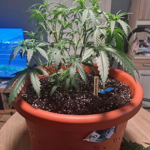 Lemon OG Candy growlog timeline photo