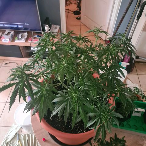 Lemon OG Candy growlog timeline photo