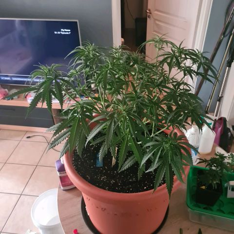 Lemon OG Candy growlog photo: Lollipopping + boutures
