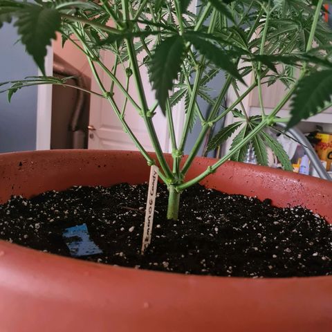 Lemon OG Candy growlog photo: Lollipopping + boutures
