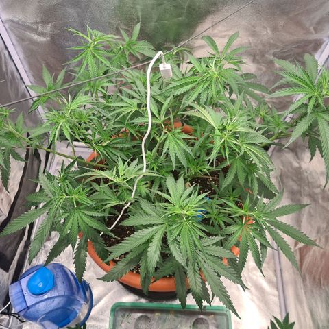 Lemon OG Candy growlog photo: Defoliation + topping