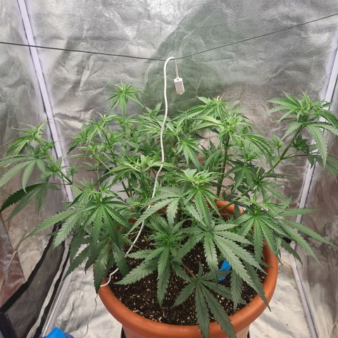 Lemon OG Candy growlog photo: Defoliation + topping
