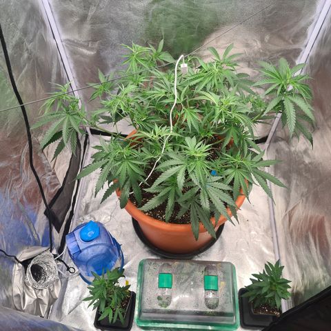 Lemon OG Candy growlog timeline photo