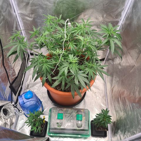 Lemon OG Candy growlog timeline photo