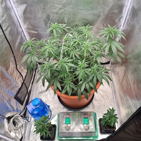 Lemon OG Candy growlog timeline photo