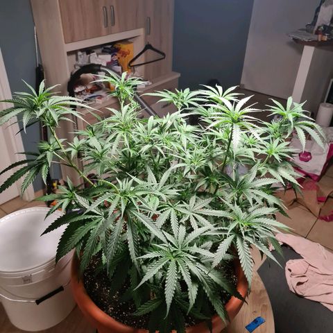 Lemon OG Candy growlog timeline photo