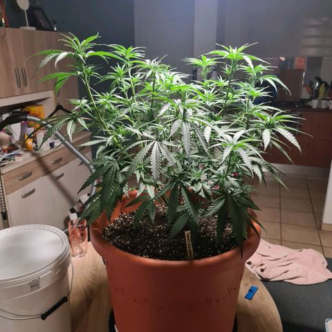 Lemon OG Candy growlog timeline photo