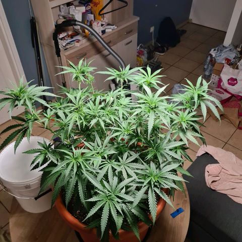 Lemon OG Candy growlog timeline photo